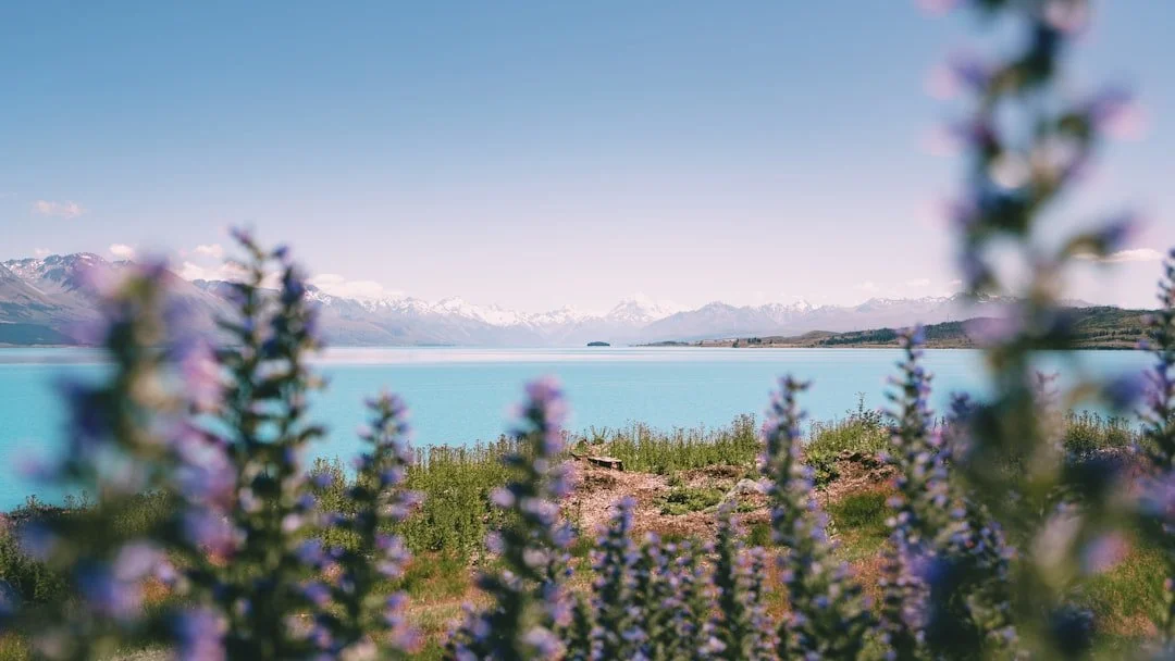 Lake and snow-capped mountains framed by lupines